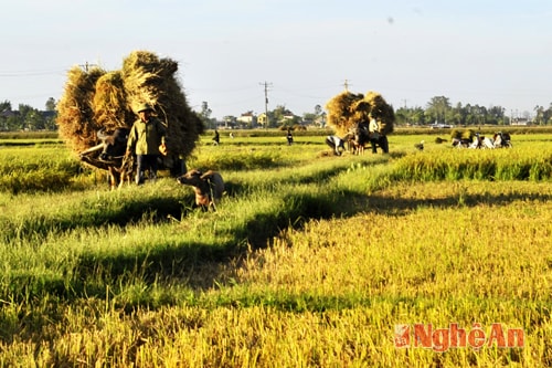 Không chỉ máy móc các phương tiện truyền thống được huy động tối đa