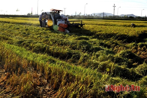 Máy gặt đập liên hợp trên cánh đồng Hưng Tân.