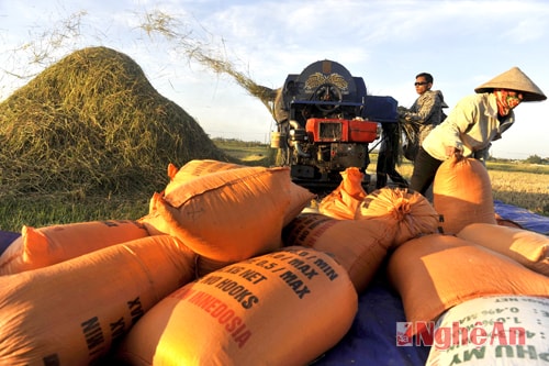 Một mùa thu hoạch bội thu