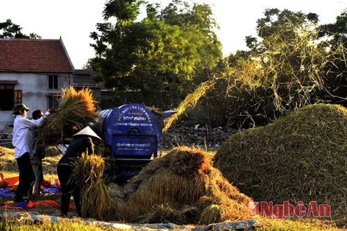 Nông dân Hưng Nguyên huy động máy móc phục vụ một mùa thu hoạch bội thu
