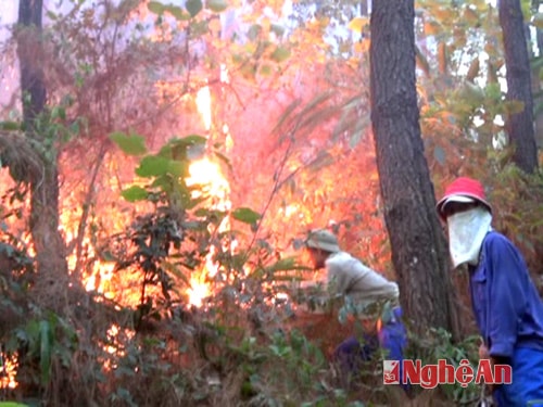 Cháy rừng thông ở dốc 3 cấp, xóm 9, xã Nam Nghĩa (Nam Đàn) vào chiều 2/6/2014.  Ảnh: Thanh Nga