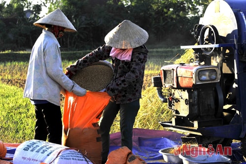Thu hoạch lúa sạch ngay tại ruộng