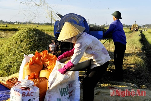 Trên cánh đồng Hưng Xá
