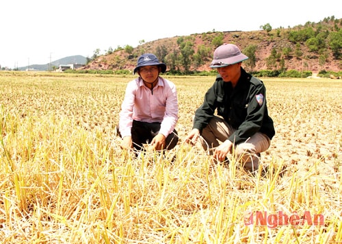 Nông dân Võ Đình Giang, xóm 7, xã Nghi Tiến (bên trái) bên ruộng lúa khô cháy của mình.