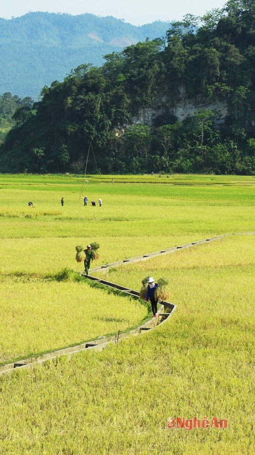 Mùa về ở xã Châu Tiến (Quỳ Châu).