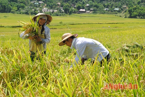 Trên cánh đồng Tri Lễ (Quế Phong).