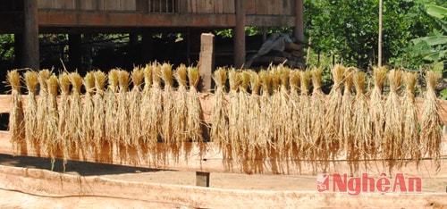 Lúa được bó nhỏ để phơi trên hàng rào.