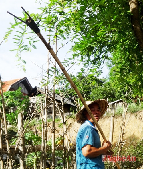 Mang theo dụng cụ để hái xoài.