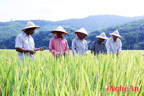 Ban Công tác mặt trận bản Khun thăm đồng.