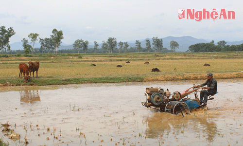 Nhân dân các địa phương ở Đô Lương tranh thủ làm đất, gieo cấy ở những diện tích chủ động được nước
