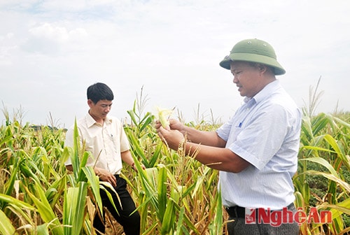 Bắp ngô không có hạt tại xã Cát Văn (Thanh Chương).
