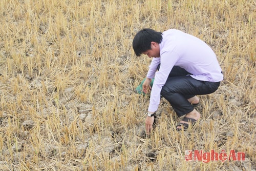 Ruộng Nghi Thuận chờ nước tưới