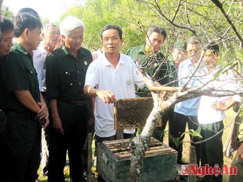 Tham quan mô hình nuôi ong của ông Đàm Văn Phi ở xóm 8, xã Nghĩa Bình (Tân Kỳ). Ảnh: Tú Oanh