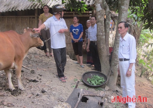 Ủy ban MTTQ huyện Tương Dương tặng bò giống cho hộ nghèo  ở xã Yên Na.Ảnh: nguyên sơn