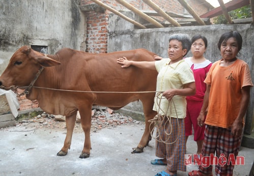 Bò giống từ chương trình hỗ trợ sinh kế mang lại công việc và niềm vui cho chị em chị Nguyễn Thị Kiều Trang.