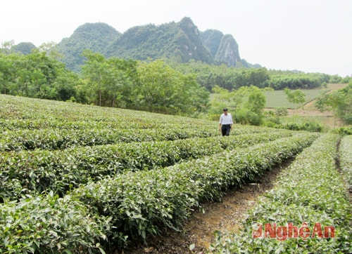 Vườn chè công nghiệp được trồng từ vốn vay Ngân hàng Chính sách Xã hội huyện Anh Sơn.