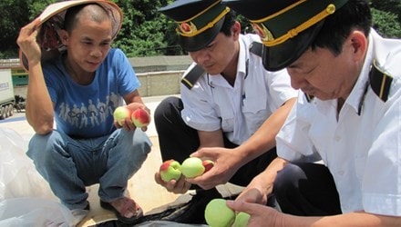 Cửa khẩu Tân Thanh tăng cường kiểm tra hàng hoa quả tươi nhập từ Trung Quốc.