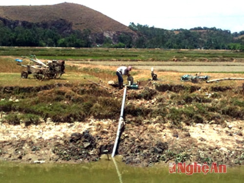 Bơm nước chống hạn ở Hưng Nguyên.