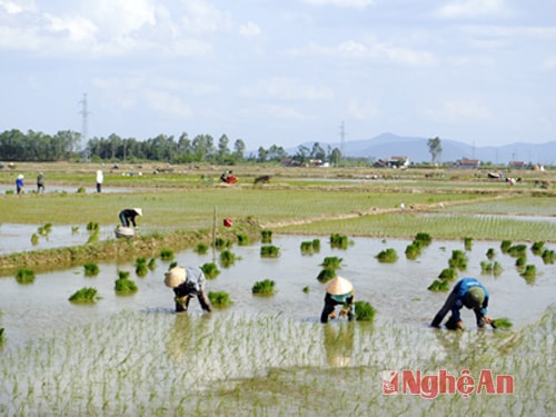 Cấy lúa hè thu ở Diễn Châu.