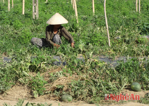 Người dân thu hoạch dưa đỏ.