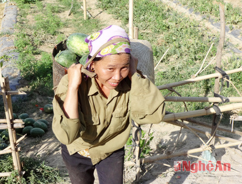 Gùi dưa đến nơi tập kết.