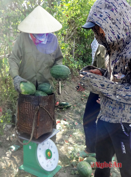 Cân dưa đỏ cho các lái buôn tại ruộng.