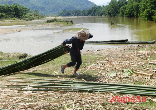 Kéo nứa lùng về nơi tập kết.