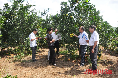 Tham quan mô hình phát triển kinh tế của ông Nguyễn Hữu Bình ở xóm  Đồng Trung, xã Đồng Thành (Yên Thành).Ảnh: Thanh Lê