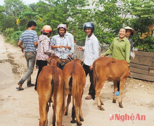 Người dân xã Tân Hương nhận bò về nuôi trong niềm phấn khởi