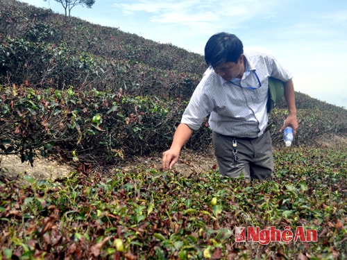 Những đồi chè bị cháy đỏ tại xã Thanh An.