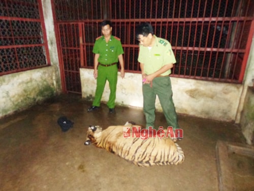 Lực lượng chức năng huyện Quỳnh Lưu kiểm tra sức khỏe hai cá thể hổ