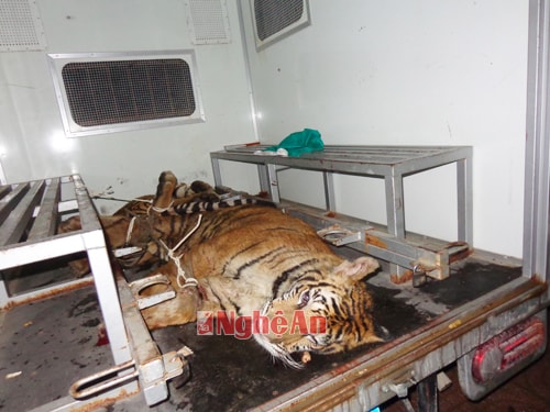 Hai chú Hổ đang trong tình trạng thuốc mê.
