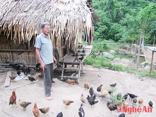 Ngày càng có nhiều người cao tuổi ở rẫy phát triển kinh tế trang trại.