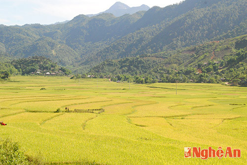 Những thửa ruộng bậc thang ở Tri Lễ (Quế Phong)