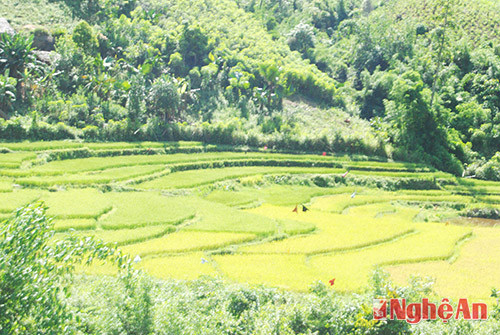Những thửa ruộng bậc thang ở Tri Lễ (Quế Phong)