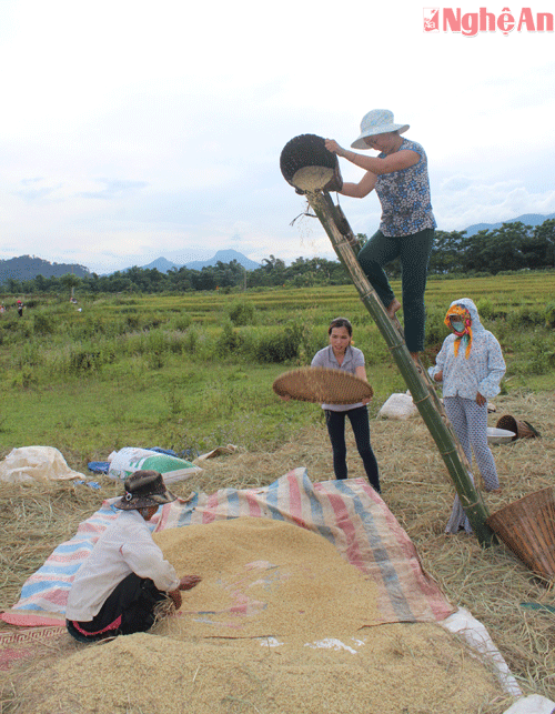 Đồng bào Mông ở Minh Châu phơi, hong lúa ngay trên đồng 