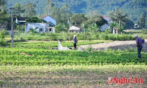 Cánh đồng rau ngót tại xóm 1, Nam Nghĩa.