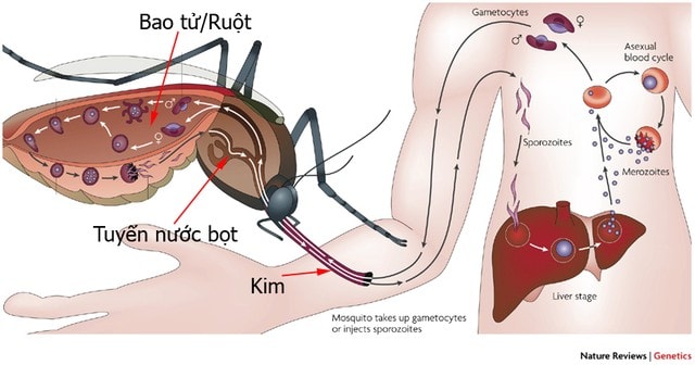 Muỗi truyền bệnh sốt rét cho con người