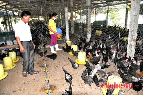 Mô hình nuôi gà công nghiệp của CCB Phạm Đình Thảo, xóm Xuân Trung. Ảnh: Hữu Nghĩa