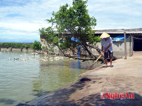 Ông Hoàng Văn Giao tại trang trại của mình.