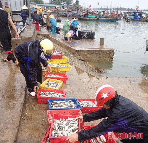 Cá về tại bến cảng Cửa Lò. Ảnh: P.H