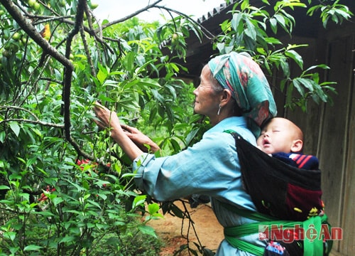 Cháu bé người Mông say ngủ sau lưng địu của bà lúc bà đang hái đào