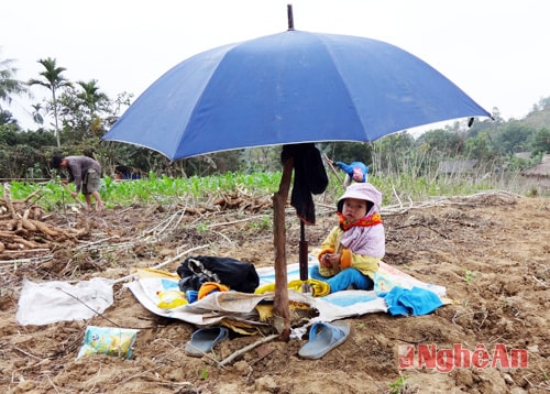 Em bé Thái cùng theo cha mẹ ra đồng thu hoạch sắn, em được bố mẹ che ô ngồi ngoan giữa ruộng và xa kia có ánh mắt bố mẹ đầy yêu thương dõi theo trông chừng