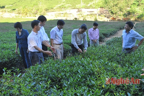 Đồng chí Lê Quang Huy và đoàn công tác thăm đồi chè xã Hùng Sơn