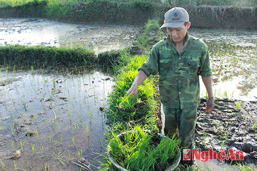 Anh Trương Xuân Toàn (xóm Minh Quang, Minh Hợp) kiểm tra mực nước trên ruộng.