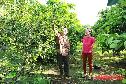 Mô hình cải tạo vườn tạp, trồng cam, quýt của ông Trương Văn Tuyến ở xóm Tàu, xã Nghĩa Xuân. 