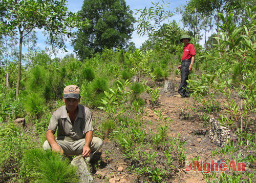 Khu vực rừng thông trên đồi Động Cao, xóm 13, xã Quỳnh Văn đã bị chặt trắng.