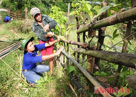 Tận tình giúp nhân dân làm hàng rào