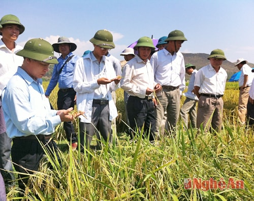 Hội thảo sản xuất vụ xuân 2014 ở Hưng Nguyên.