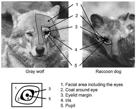 Hình dạng mắt, màu tròng mắt và các đốm, lang trên mặt của các loài chó góp phần tạo nên một hệ thống giao tiếp phức tạp.